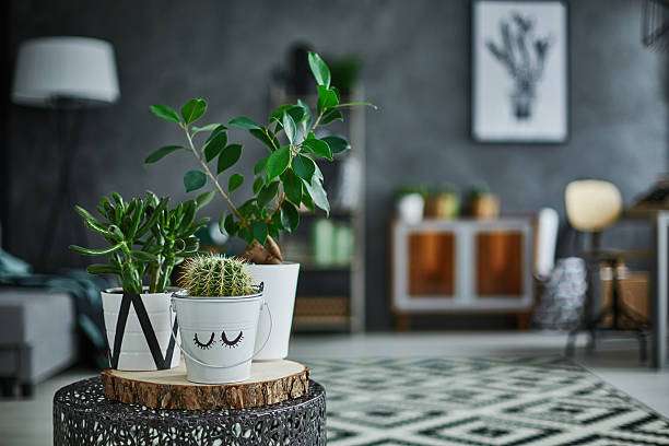 Benefits of Having Indoor Plants